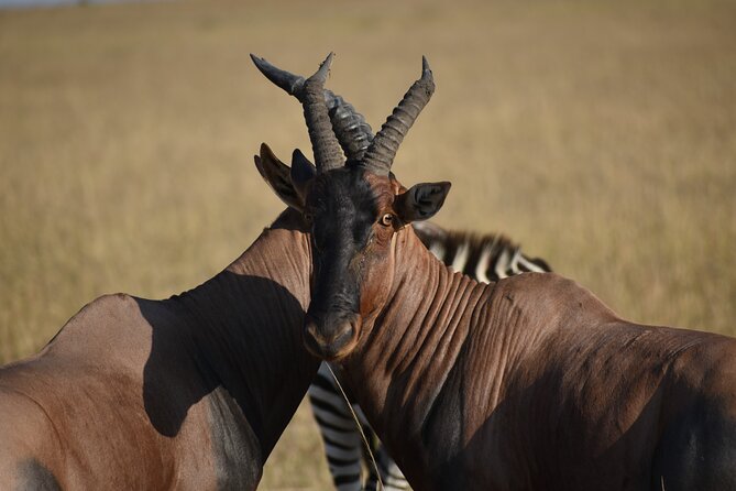 06 Days Kenya LuxuryLodge Safari - Why this Kenya safari route works