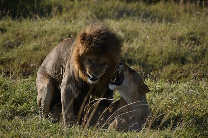 06 Days Kenya LuxuryLodge Safari - Day 4: Lake Nakuru rhinos, then Amboseli