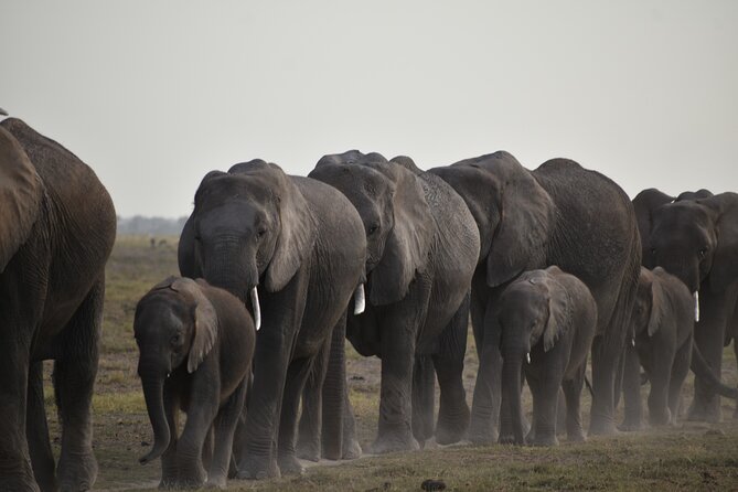 06 Days Kenya LuxuryLodge Safari - Day 5: Elephants and Kilimanjaro in Amboseli
