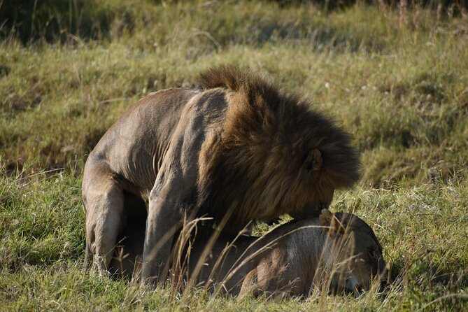 06 Days Kenya LuxuryLodge Safari - Day 1: From Nairobi to Maasai Mara