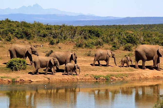 1 Day Amboseli Classic Safari Tour package,bruno safaris Kenya - Why Amboseli works as a one-day safari
