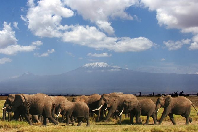 1-Day Amboseli Safari - Key points to know before booking
