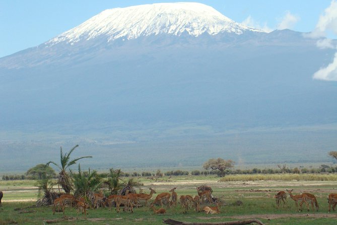 1-Day Amboseli Safari - Why Amboseli works as a one-day safari