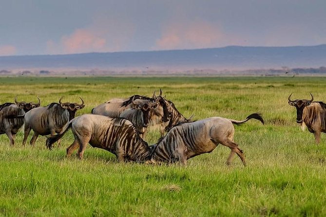 1 Day Classic Amboseli Safari - Why Amboseli works for a one-day safari