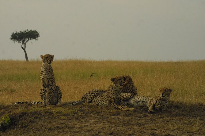 1-Day Maasai Mara Safari - Six hours of game viewing in a 4x4