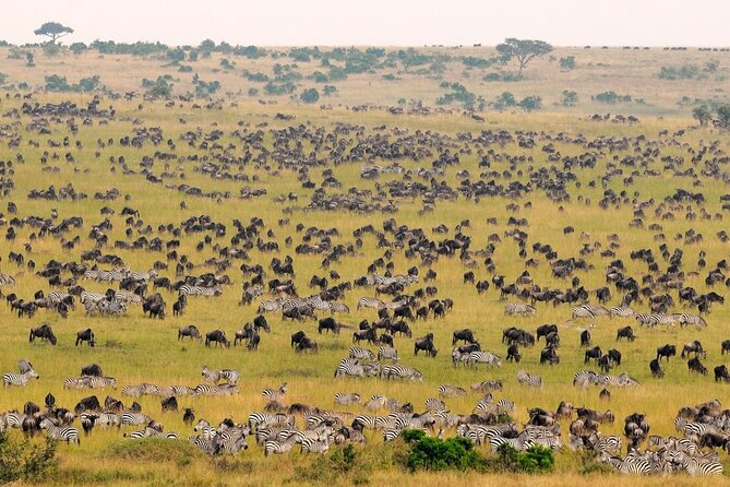 1-Day Maasai Mara Safari - How this compares with a fly-in safari
