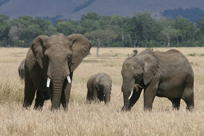 1-Day Maasai Mara Safari - Entering Maasai Mara National Reserve