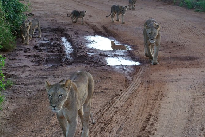 1 Day Red Elephant Safari starting from Diani beach. - Why Tsavo East makes this day special