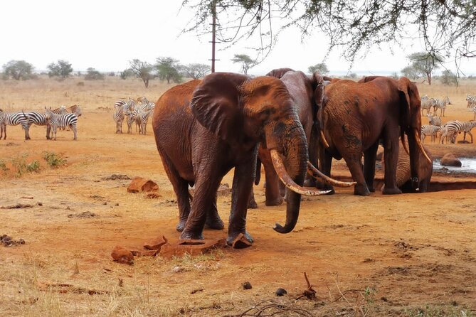 1 Day Red Elephant Safari starting from Diani beach. - The 5:00 am start from Diani Beach