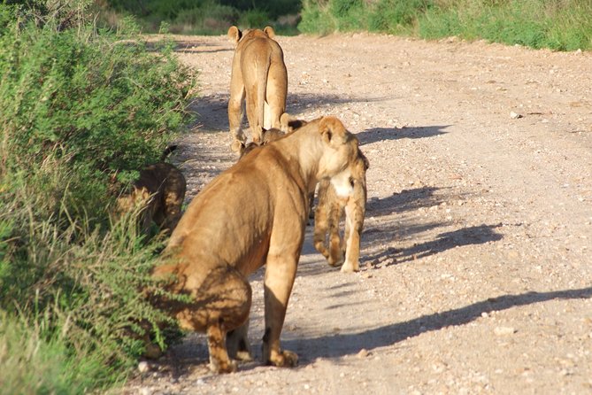 1 Day Red Elephant Safari starting from Diani beach. - Red elephants, lions, and the search for the Big Five