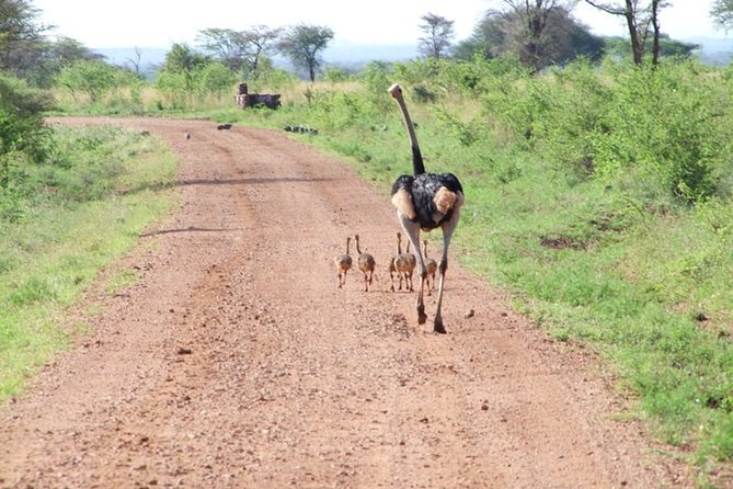 1 Day Red Elephant Safari starting from Diani beach. - Lunch breaks the day into two safari periods