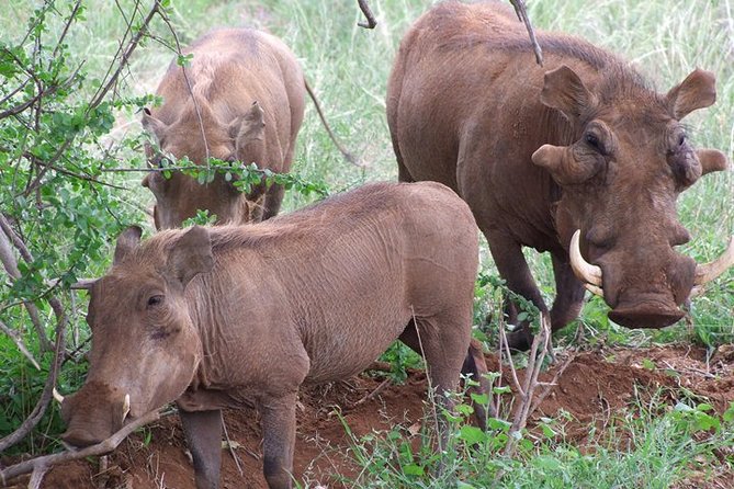 1 Day Red Elephant Safari starting from Diani beach. - What the certified guide adds