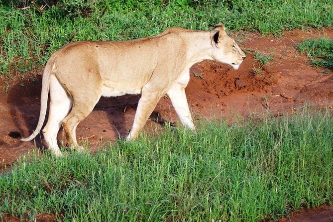 1 Day Red Elephant Safari starting from Diani beach. - Who will enjoy this Tsavo East trip most?