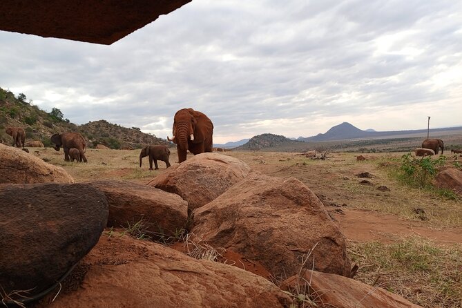1 Day Red Elephant Safari starting from Diani beach. - Booking, changes, and the small print