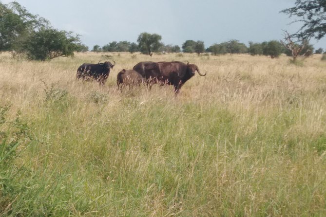1 day Shimba hills - The 6 am pickup and early road to the reserve