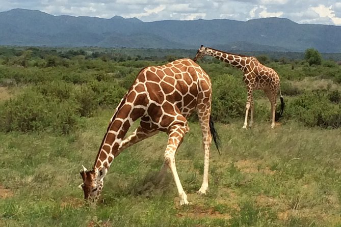 1 Day Shimba Hills starting from Diani Beach. - Key points before you book