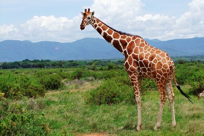 1 Day Shimba Hills starting from Diani Beach. - From Diani Beach to Shimba Hills