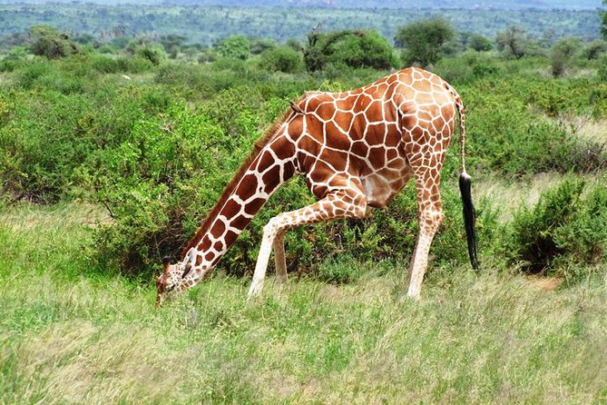 1 Day Shimba Hills starting from Diani Beach. - Is $248 good value?
