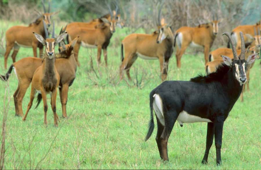 1 day Shimba Hills Tour - Key points at a glance