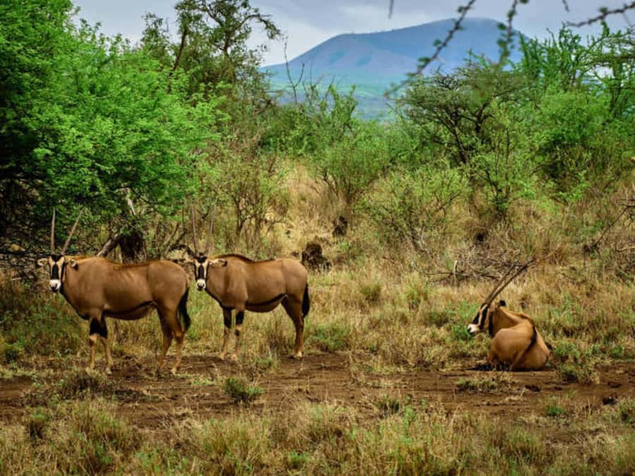1 day Shimba Hills Tour - The afternoon drive and return to the coast