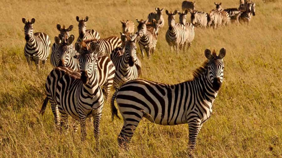 1 day Shimba Hills Tour - Who should book this Shimba Hills day?