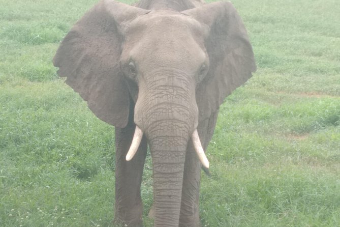 1 day Shimba hills - The 7 am game drive through coastal forest