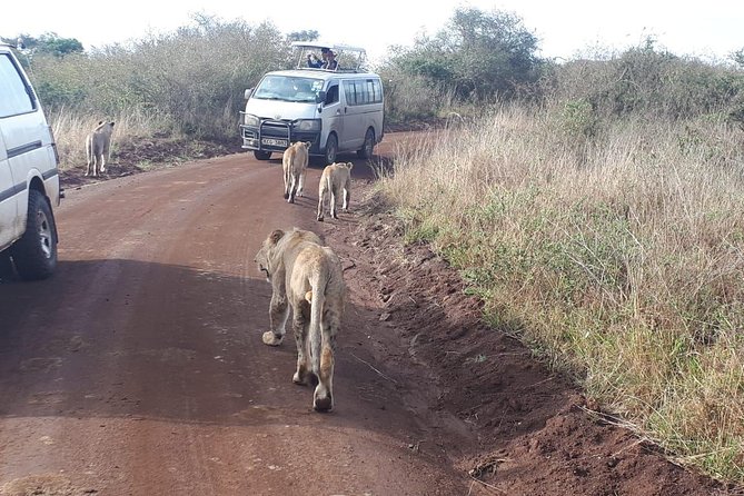1 Day Tour Nairobi National Park,Giraffe Center&Karen Blixen - Why the early 5:30 am start earns its place