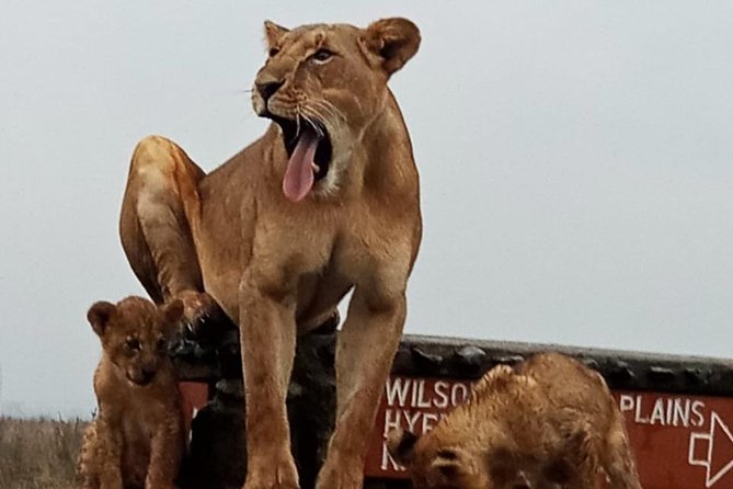 1 Day Tour Nairobi National Park,Giraffe Center&Karen Blixen - Karen Blixen’s house and Nairobi’s cultural side