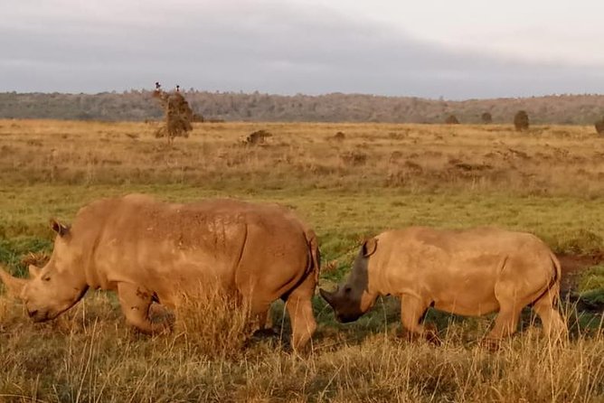 1 Day Tour Nairobi National Park,Giraffe Center&Karen Blixen - What the $46 price really buys you