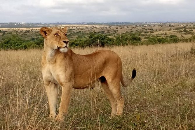 1 Day Tour Nairobi National Park,Giraffe Center&Karen Blixen - Small details that make the day easier