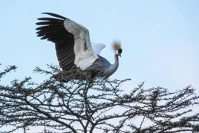 1 Day Tour Nairobi National Park,Giraffe Center&Karen Blixen - Who will get the most from this tour?