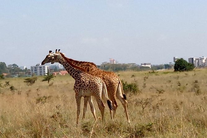 1 Day Tour Nairobi National Park,Giraffe Center&Karen Blixen - The Sheldrick Wildlife Trust requires a separate decision