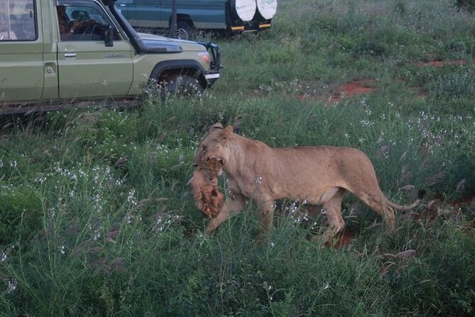 1 Day Tsavo East Safari Discovery of Kenya's Wildlife - Why Tsavo East makes a strong day trip