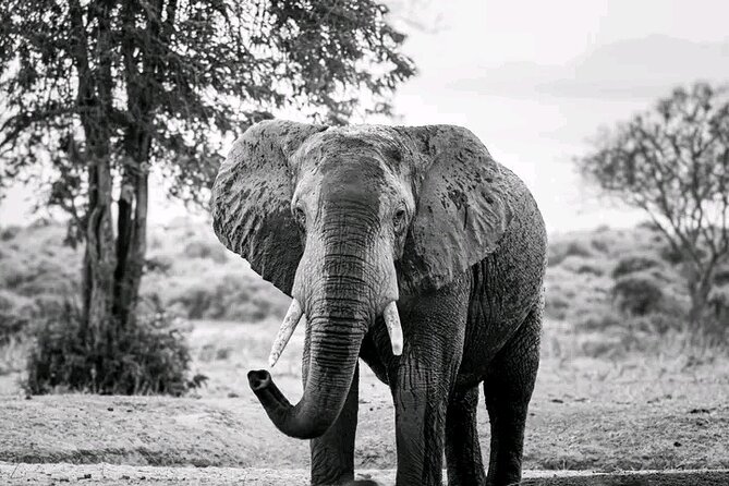 1 Day Tsavo East Safari Discovery of Kenya's Wildlife - What the private Jeep changes