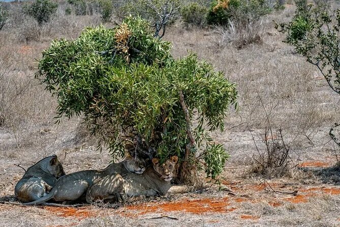 1 Day Tsavo East Safari Discovery of Kenya's Wildlife - How much value do you get for $450?