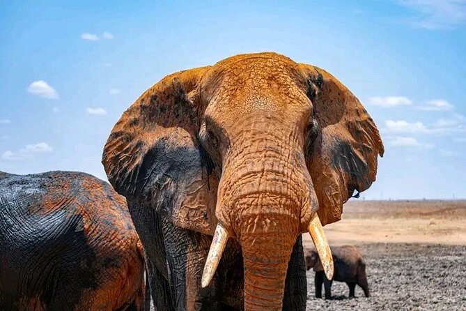 1 Day Tsavo East Safari Discovery of Kenya's Wildlife - Breakfast before Bachuma Gate