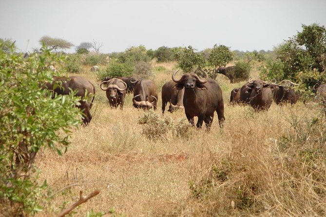 1-Day Tsavo East Safari From Mombasa - Searching for the Big Five