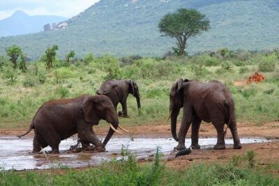 1-Day Tsavo East Safari From Mombasa