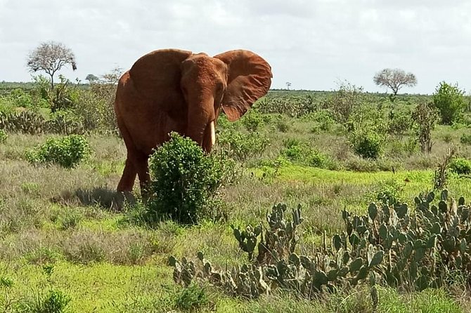 1 Day Tsavo East Safari ( Minimum 2 Pax) - The two-hour road trip to Tsavo East