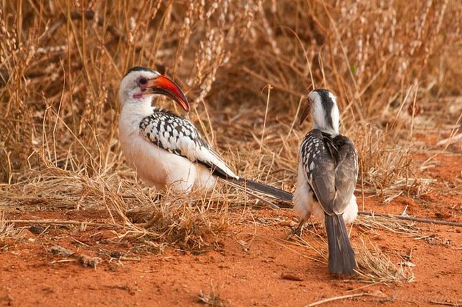 1 Day Tsavo East Safari ( Minimum 2 Pax) - A second drive before the return journey