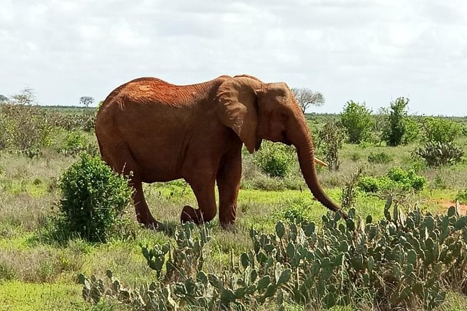 1 Day Tsavo East Safari ( Minimum 2 Pax) - How much value do you get for $250?