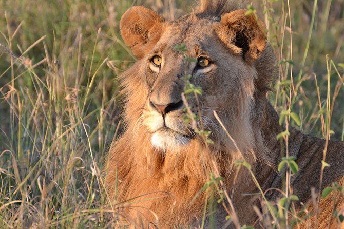 1 Day Tsavo East Safari ( Minimum 2 Pax) - What the guide can add to the day