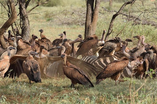 1 Day Tsavo East Safari ( Minimum 2 Pax) - Who will enjoy this Tsavo East day trip?
