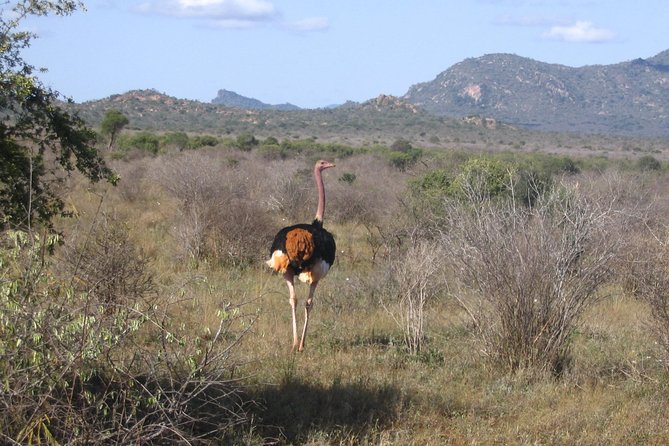 1 Day Tsavo East Safari ( Minimum 2 Pax) - Entering through Bachuma Gate