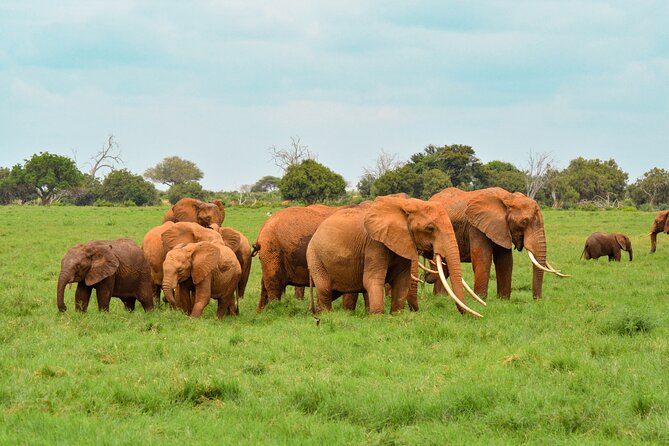 10-Day Private Tour in Big Five Safari and Beaches - Day 7: One final drive, then Diani Beach