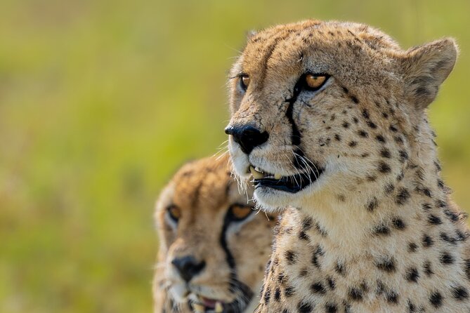 10-Day Private Tour in Big Five Safari and Beaches - Day 2: A full day across Maasai Mara