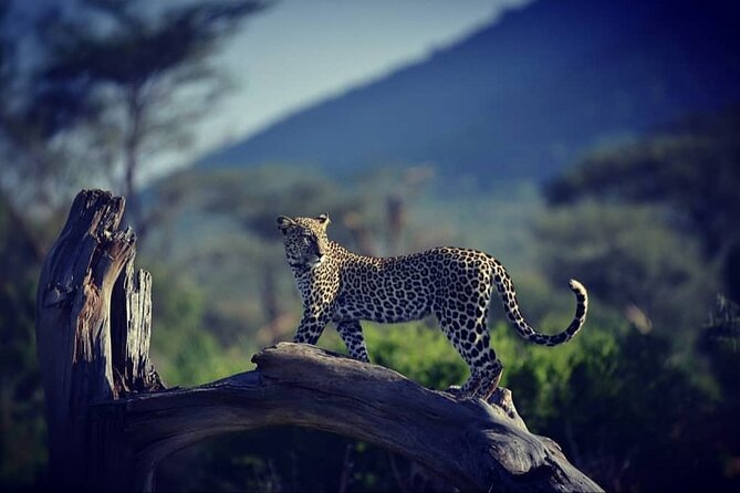 10 -Days Best of Kenya and Tanzania Classic Safari - From Nairobi to the Maasai Mara
