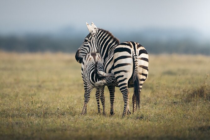 10 -Days Best of Kenya and Tanzania Classic Safari - Ngorongoro Crater is the grand finale