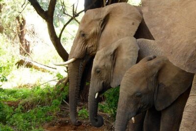 10-Days Explore Kenya Wildlife Private Safari