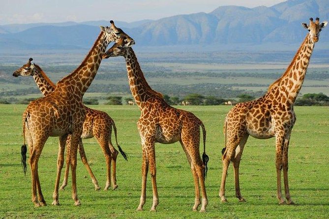 10-Days Explore Kenya Wildlife Private Safari - Day 4: Down to the Maasai Mara
